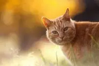 (ویدئو) تلاش جالب و زرنگ بازی یک گربه برای جلب توجه!
