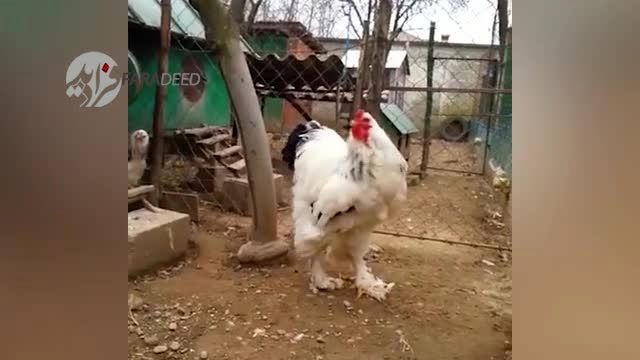 ویدیو/ مرغ غول‌پیکر؛ یک متر قد، 8 کیلو وزن!