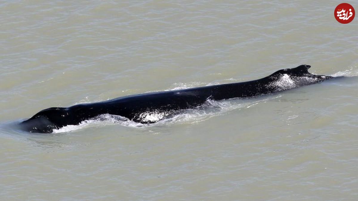 نجات نهنگ گوژپشت از رودخانه تمساح‌ها