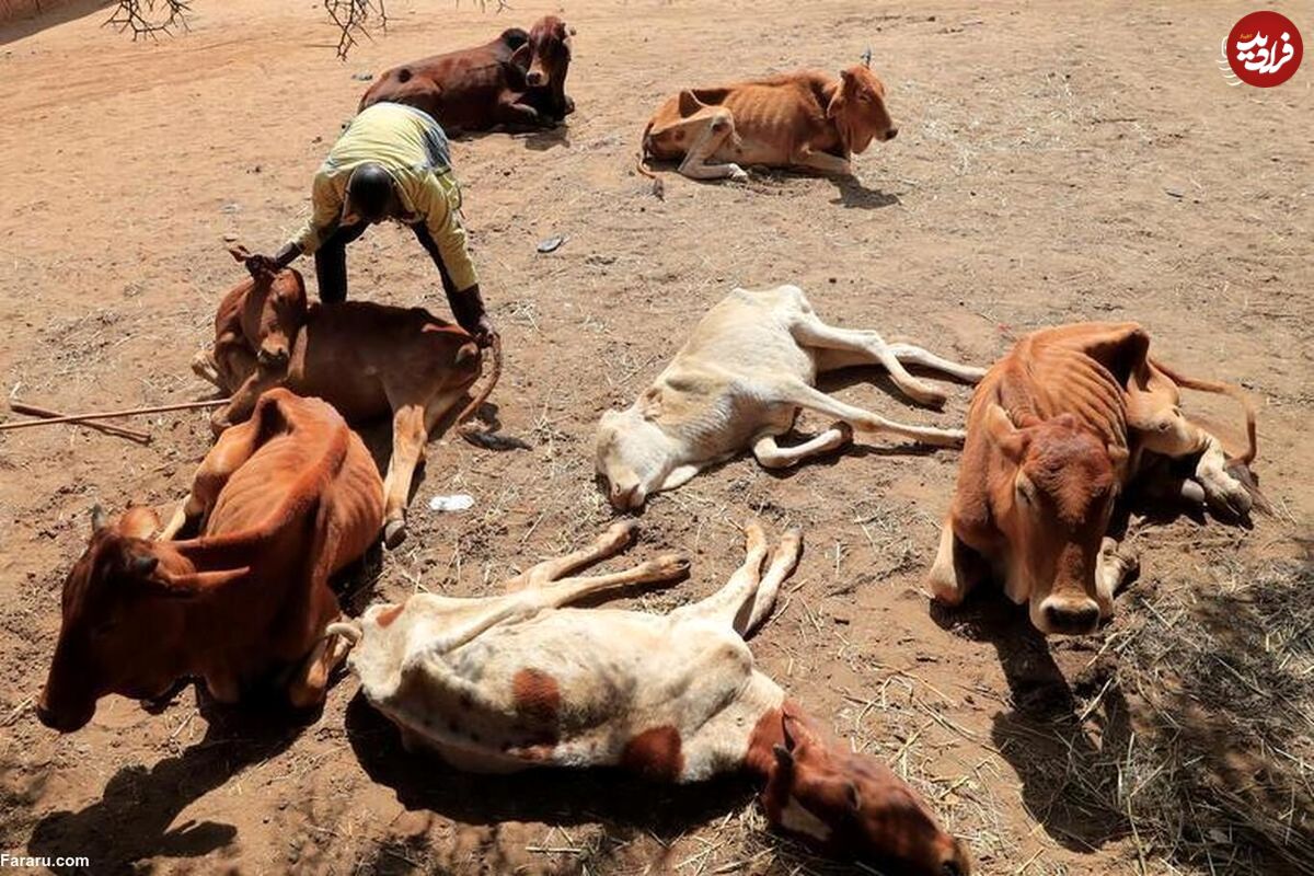(تصاویر) مرگ غم انگیز صد‌ها فیل و جانور وحشی در خشکسالی کنیا