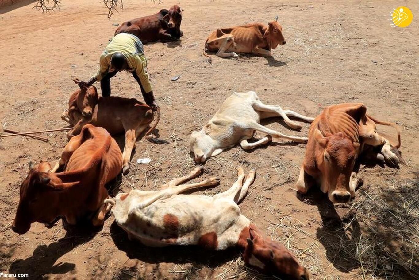 (تصاویر) مرگ غم انگیز صد‌ها فیل و جانور وحشی در خشکسالی کنیا