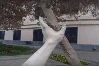 طرح جالب شهرداری برای یک درخت