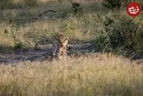 (ویدئو) لاشه خوری باورنکردنی پلنگ و کفتار در کنار یکدیگر
