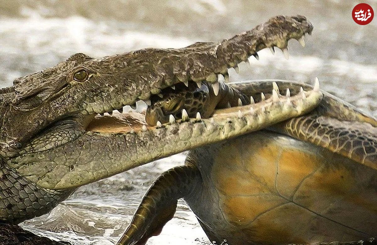 (ویدئو) تمساح گرسنه، لاکپشت نگون بخت را در ساحل دریا شکار کرد