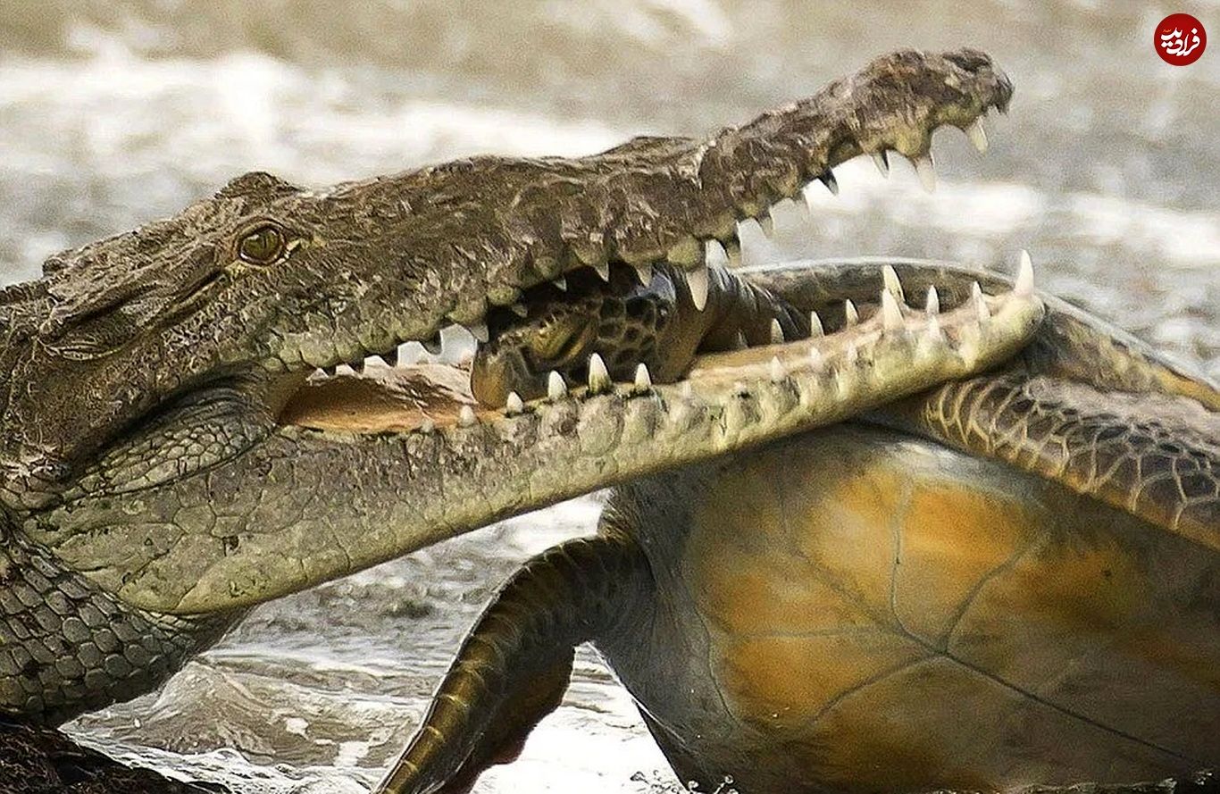 (ویدئو) تمساح گرسنه، لاکپشت نگون بخت را در ساحل دریا شکار کرد