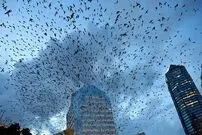 آیا حیوانات قبل از وقوع زلزله در ترکیه و سوریه متوجه آن شده بودند؟
