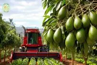 ببینید| چگونه آمریکایی ها صدها تن آووکادو را برداشت و فرآوری می کنند؟