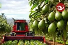 ببینید| چگونه آمریکایی ها صدها تن آووکادو را برداشت و فرآوری می کنند؟