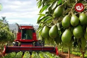 ببینید| چگونه آمریکایی ها صدها تن آووکادو را برداشت و فرآوری می کنند؟