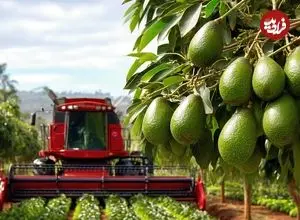 ببینید| چگونه آمریکایی ها صدها تن آووکادو را برداشت و فرآوری می کنند؟