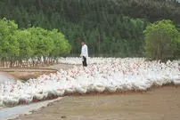 (ویدئو) از جوجه کشی غاز تا پروار بندی؛ برش و بسته بندی میلیون ها غاز در کارخانه
