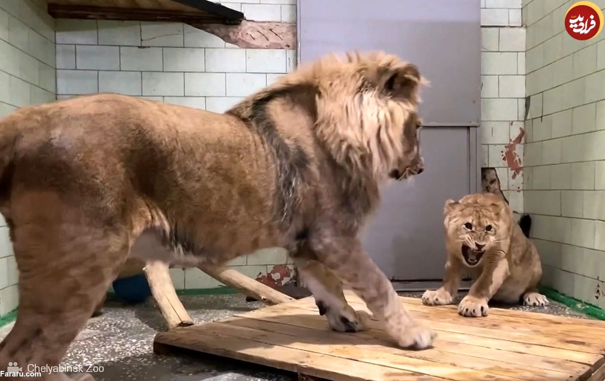 (ویدئو) اولین قرار بین یک شیر نر و ماده جنجالی شد!