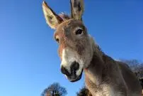 ویدیویی جالب از ماشین‌سواری یک الاغ!