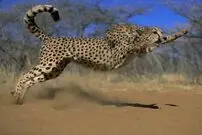 (ویدئو) سرعت شگفت انگیز این شکارچی خالدار!