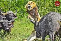 (ویدئو) هر بوفالویی که به شیر بیچاره رسید، شاخی زد!