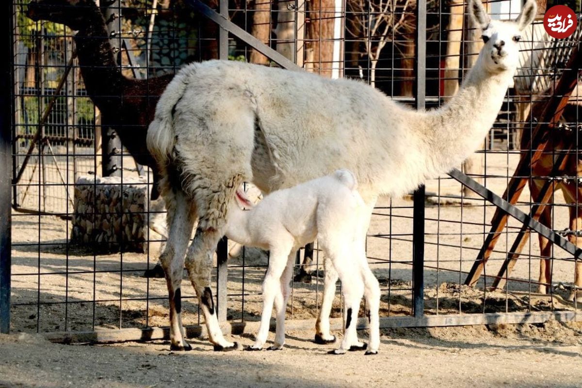 تولد بچه لاما در باغ وحش ارم