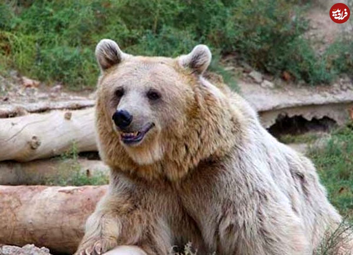 (ویدئو) خوش و بش باورنکردنی دو خرس با بازدیدکنندگان باغ‌وحش