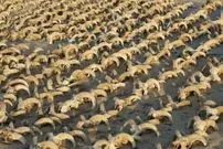 (عکس) کشف ۲ هزار کله مومیایی شده در معبد فرعون بزرگ!