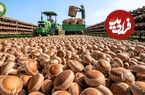 ببینید؛ مراحل کاشت، برداشت و فرآوری قارچ شیتاکه در کوه های ژاپن