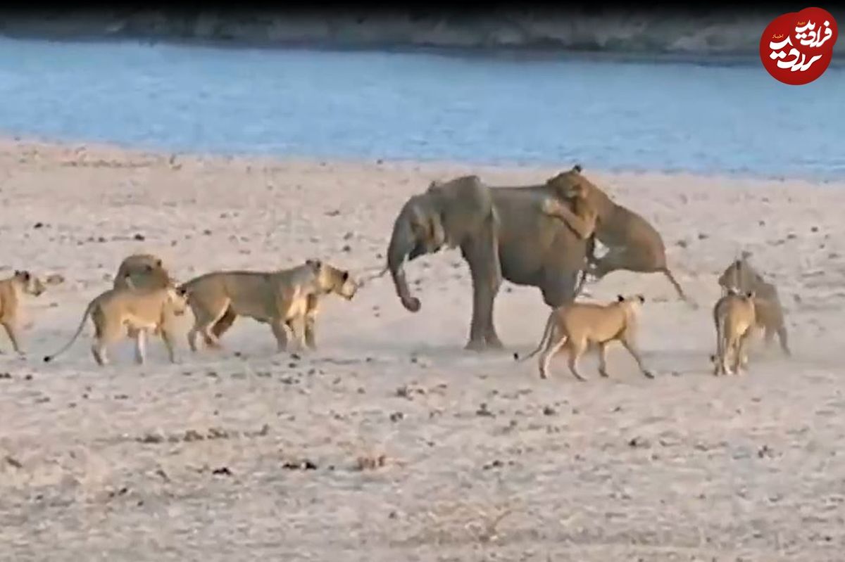 (ویدئو) مواجهه دلهره آور شیر‌ها و فیل‌ها؛ ۱۴ شیر از فیل شکست خوردند!
