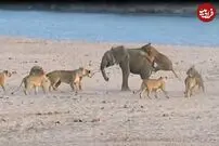 (ویدئو) مواجهه دلهره آور شیر‌ها و فیل‌ها؛ ۱۴ شیر از فیل شکست خوردند!