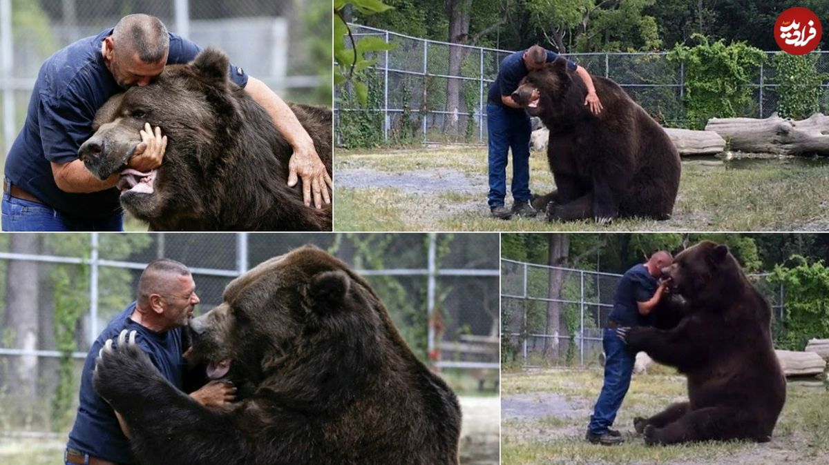 (ویدئو) دوستی جالب و خطرناک یک مرد با خرس غول پیکر قهوه‌ای