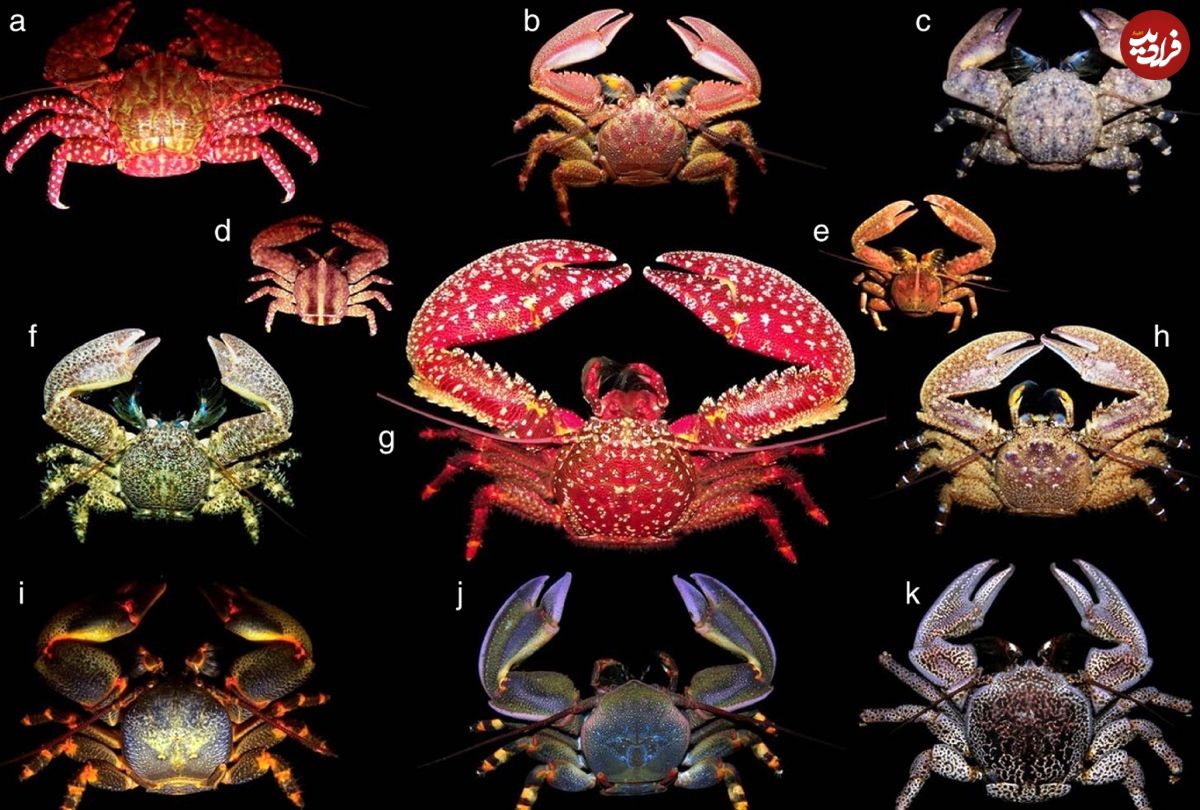 جانداران در حال تکامل به سمت «خرچنگ شدن» هستند!