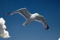 (ویدیو) پرواز فرست‌کلاس یک مرغ دریایی 