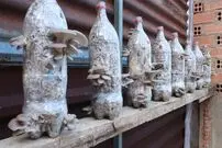 (ویدئو) پرورش قارچ خوراکی در بطری خالی نوشابه به روش این استاد ویتنامی