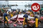 ببینید؛ مراحل دیدنی صید، برش و فرآوری ماهی تن در ژاپن