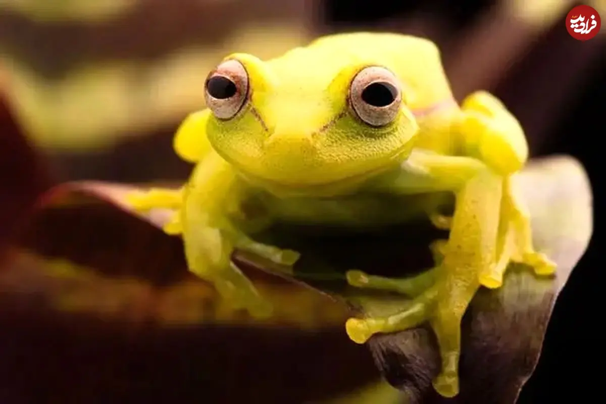 ببینید|  فرار معجزه‌آسای قورباغه درختی از چنگ مار