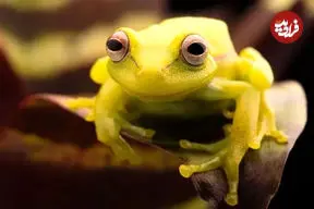 ببینید|  فرار معجزه‌آسای قورباغه درختی از چنگ مار