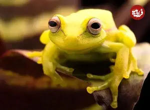 ببینید|  فرار معجزه‌آسای قورباغه درختی از چنگ مار