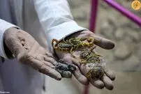 (ویدئو) دکتر افغان بیماران را با عقرب معالجه می‌کند