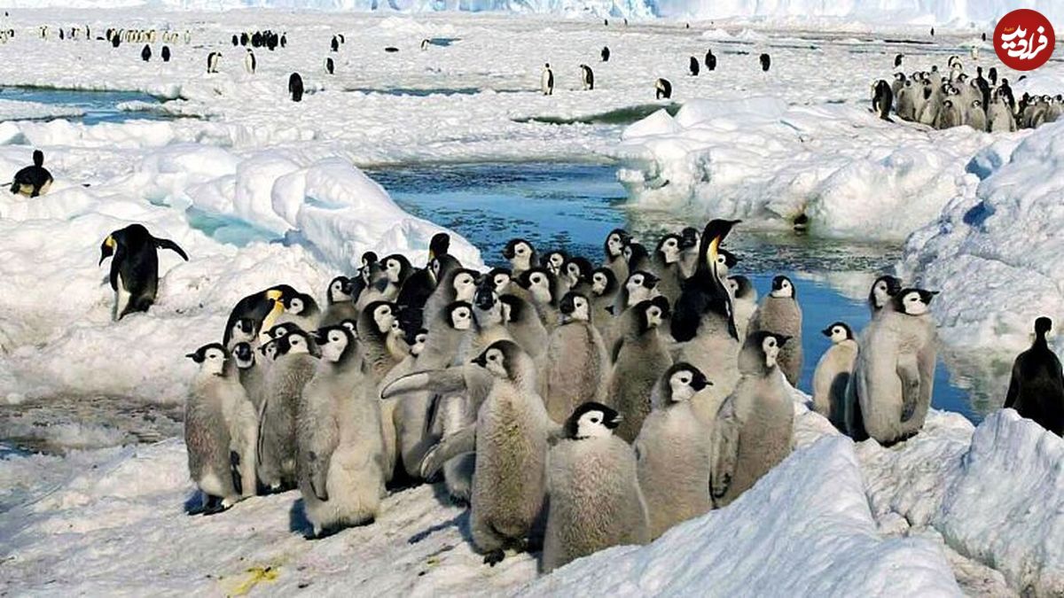 کشف کُلنی جدیدی از پنگوئن‌های امپراتور در قطب جنوب