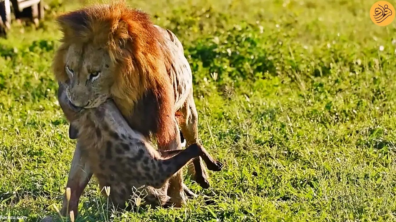 (ویدئو) اتفاقی نادر در حیات وحش؛ شیر نر یک کفتار را خورد!