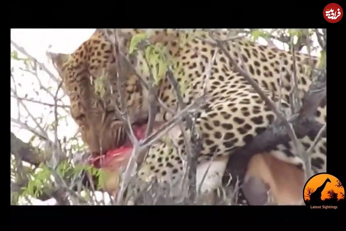 (ویدئو) پلنگ گرسنه، لاشه ایمپالا را به بالاترین نقطه درخت برد و خورد!