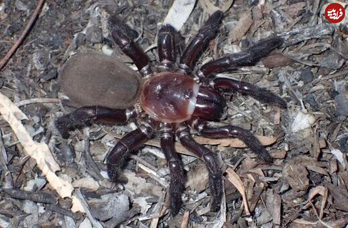 (عکس) آشنایی با عنکبوت غول‌پیکر، «نادر» و «مرموز» تازه کشف شده!