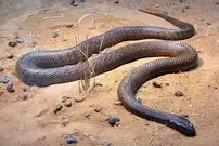 (عکس) مار بزرگ گلوی شکارچی بینوا را ول نمی‌کند!