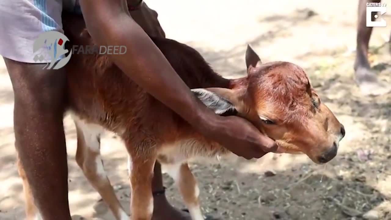 ویدیو/ تولد عجیب گوساله‌ای با دو سر