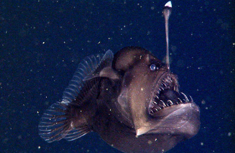 (فیلم) نخستین تصاویر از ماهی عجیب و ترسناک Anglerfish