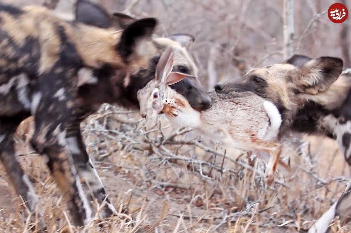 (ویدئو) سگ‌های وحشی، خرگوش را از لانه بیرون کشیدند و خوردند!