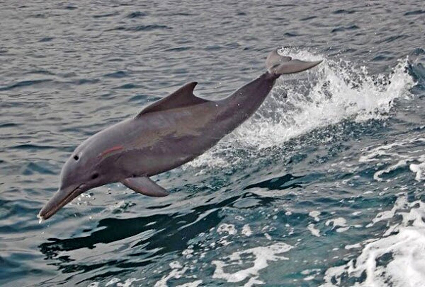 (ویدئو) تصاویر دیدنی هجوم دلفین‌ها به سواحل قشم