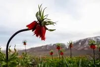 (تصاویر) دشت لاله‌های واژگون کوهرنگ