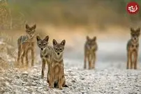 (ویدئو) یوزگربه جسور، در محاصره شغال‌ها قرار گرفت و پیروز شد!