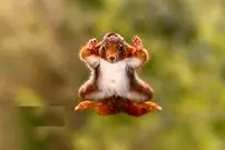 تصاویر؛ مسابقه عکاسی کمدی حیات وحش ۲۰۲۵