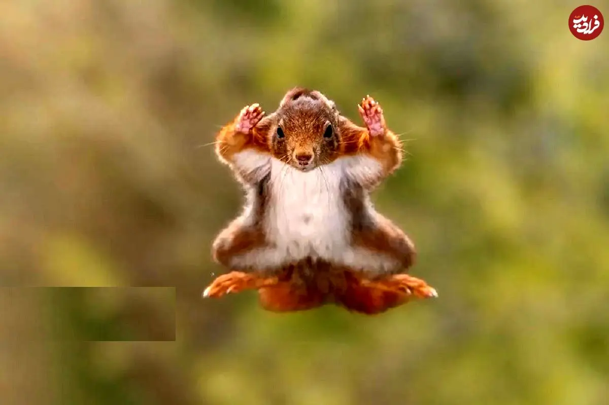 تصاویر؛ مسابقه عکاسی کمدی حیات وحش ۲۰۲۵