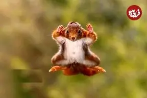 تصاویر؛ مسابقه عکاسی کمدی حیات وحش ۲۰۲۵