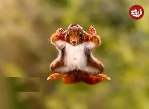 تصاویر؛ مسابقه عکاسی کمدی حیات وحش ۲۰۲۵