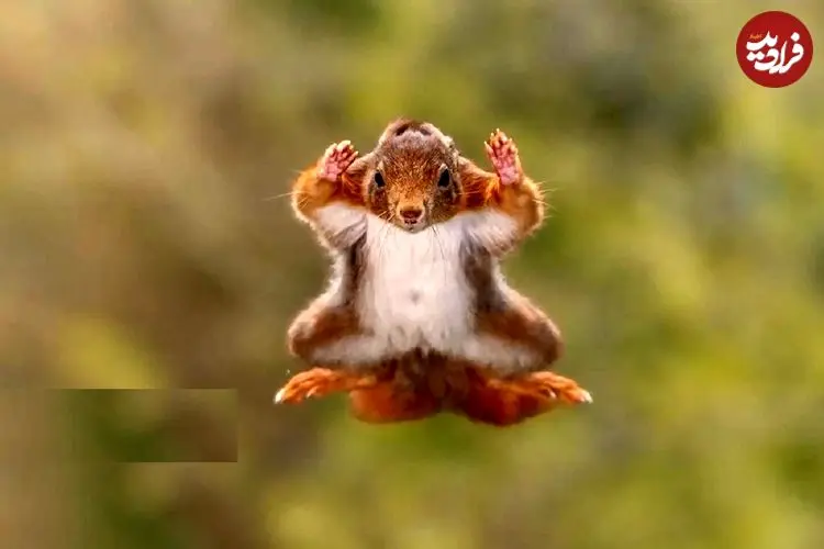 تصاویر؛ مسابقه عکاسی کمدی حیات وحش ۲۰۲۵